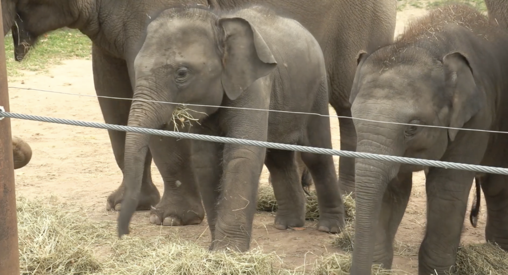 Twin elephants eating